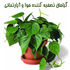 گیاهان آپارتمانی